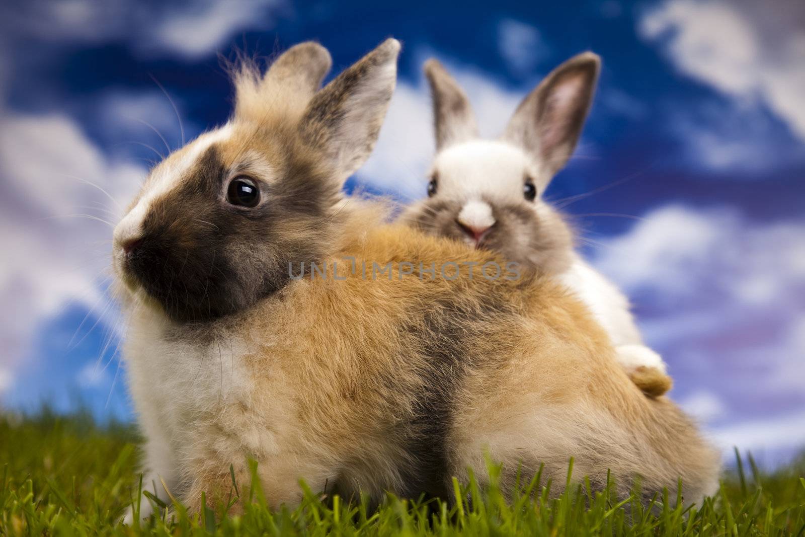 Happy Easter