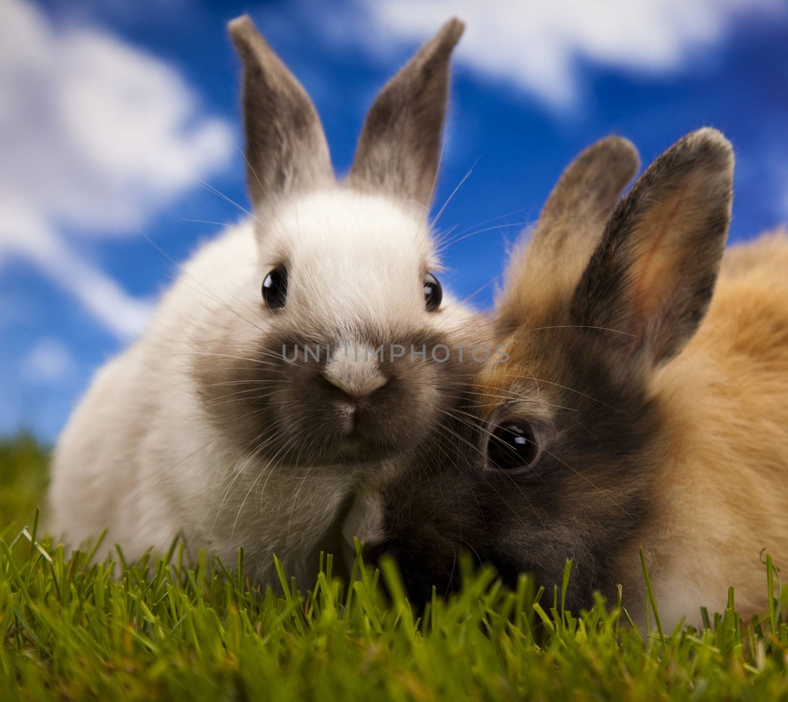 Happy Easter