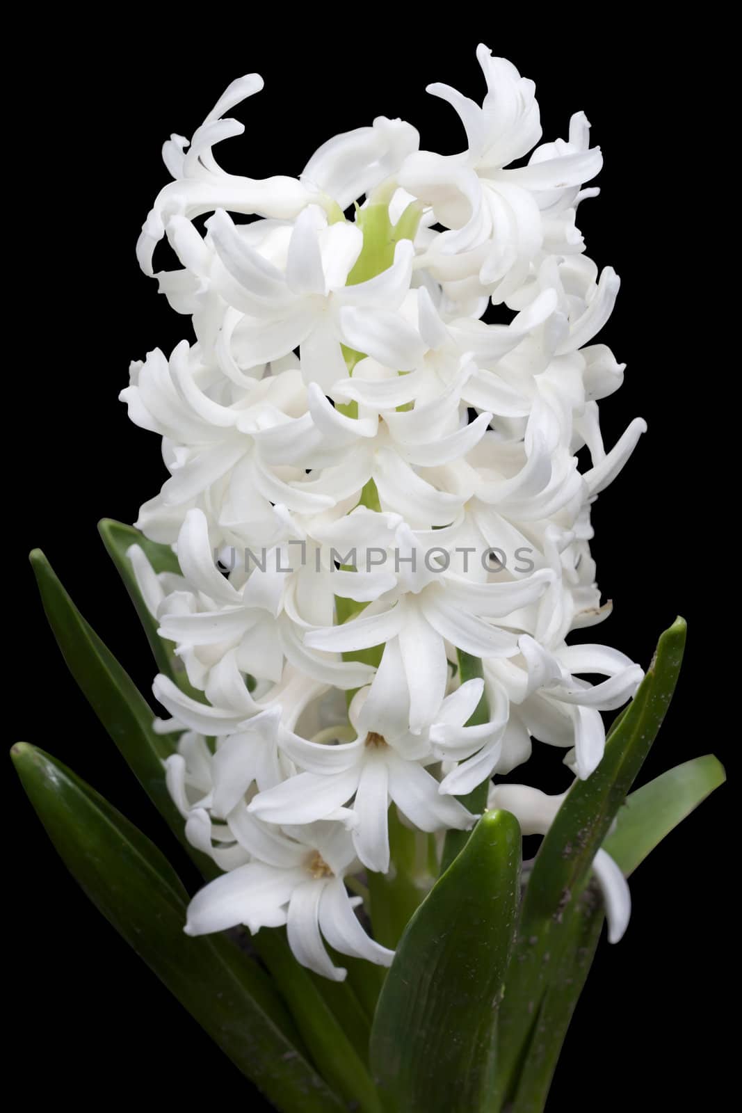 White pearl hyacinths isolated background.