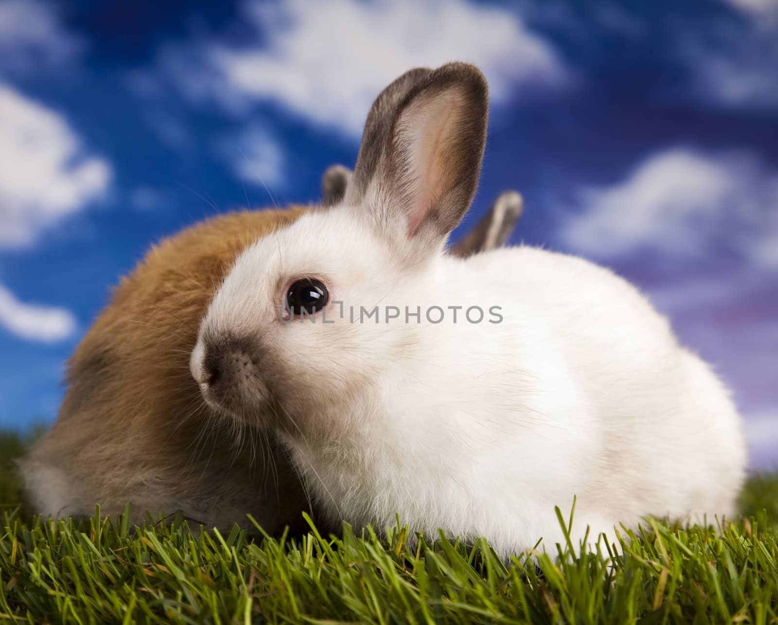 Happy Easter