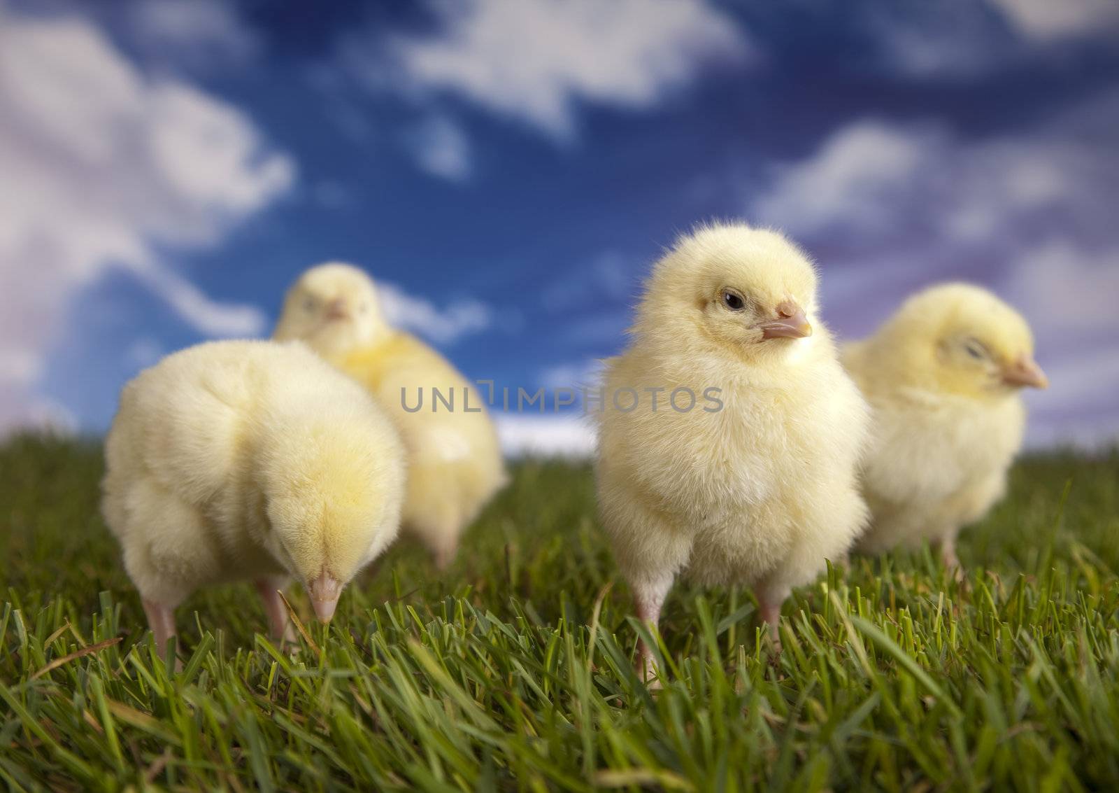 Happy Easter