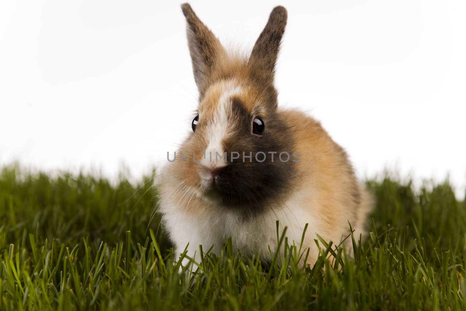 Happy Easter