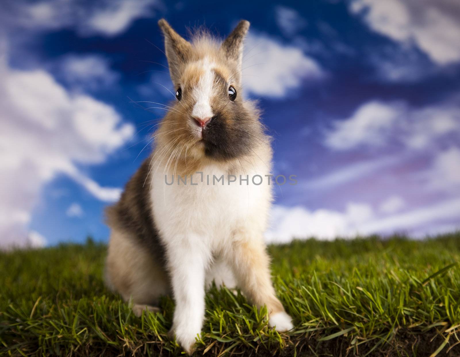 Happy Easter