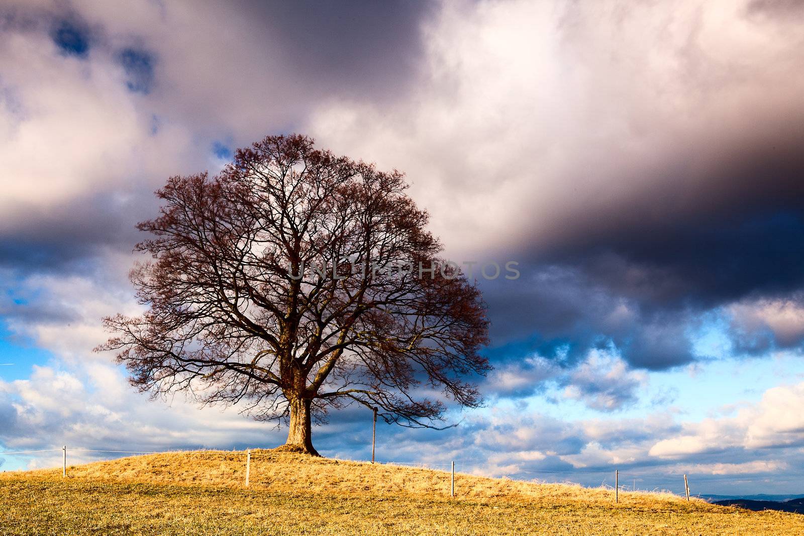 Memorable tree on the autumn meadow in the daytime