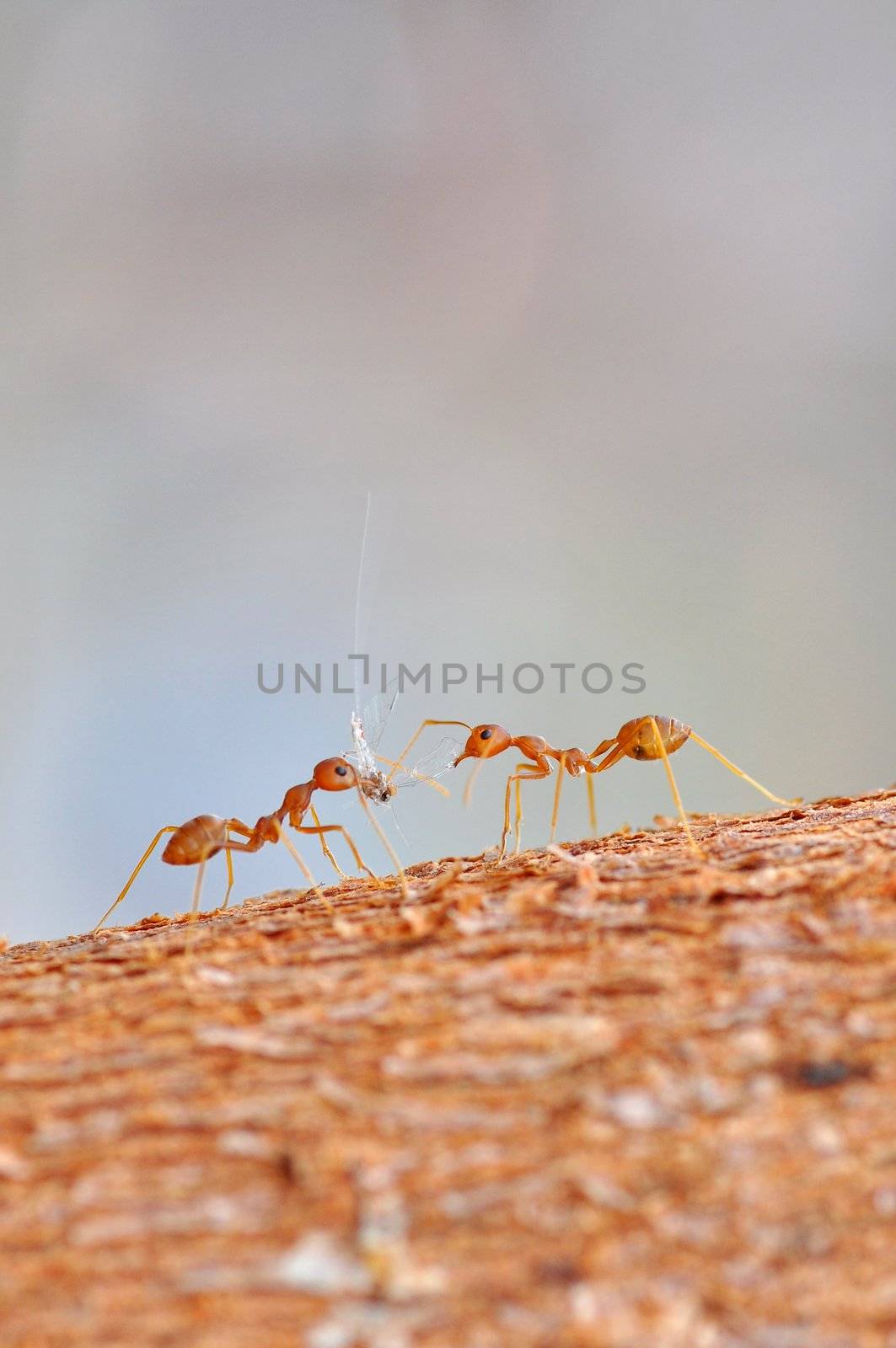 Red ants and victim in macro mode 