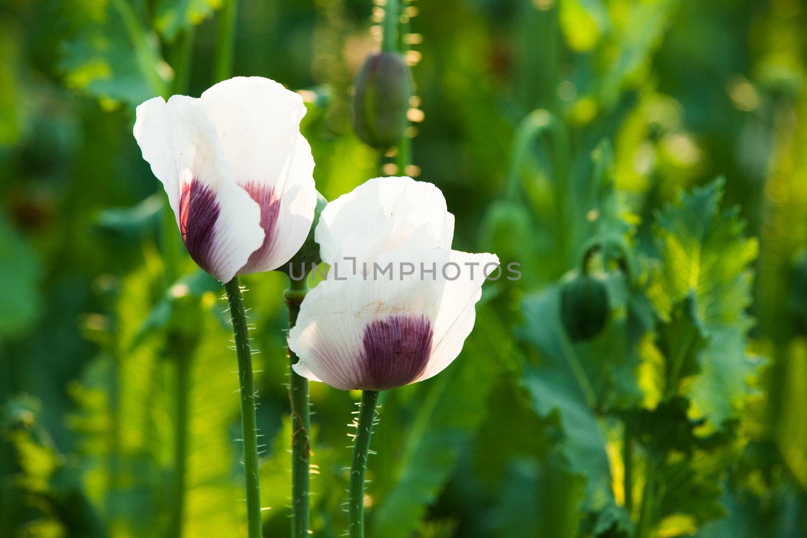 Detail of white poppy in the poppy field