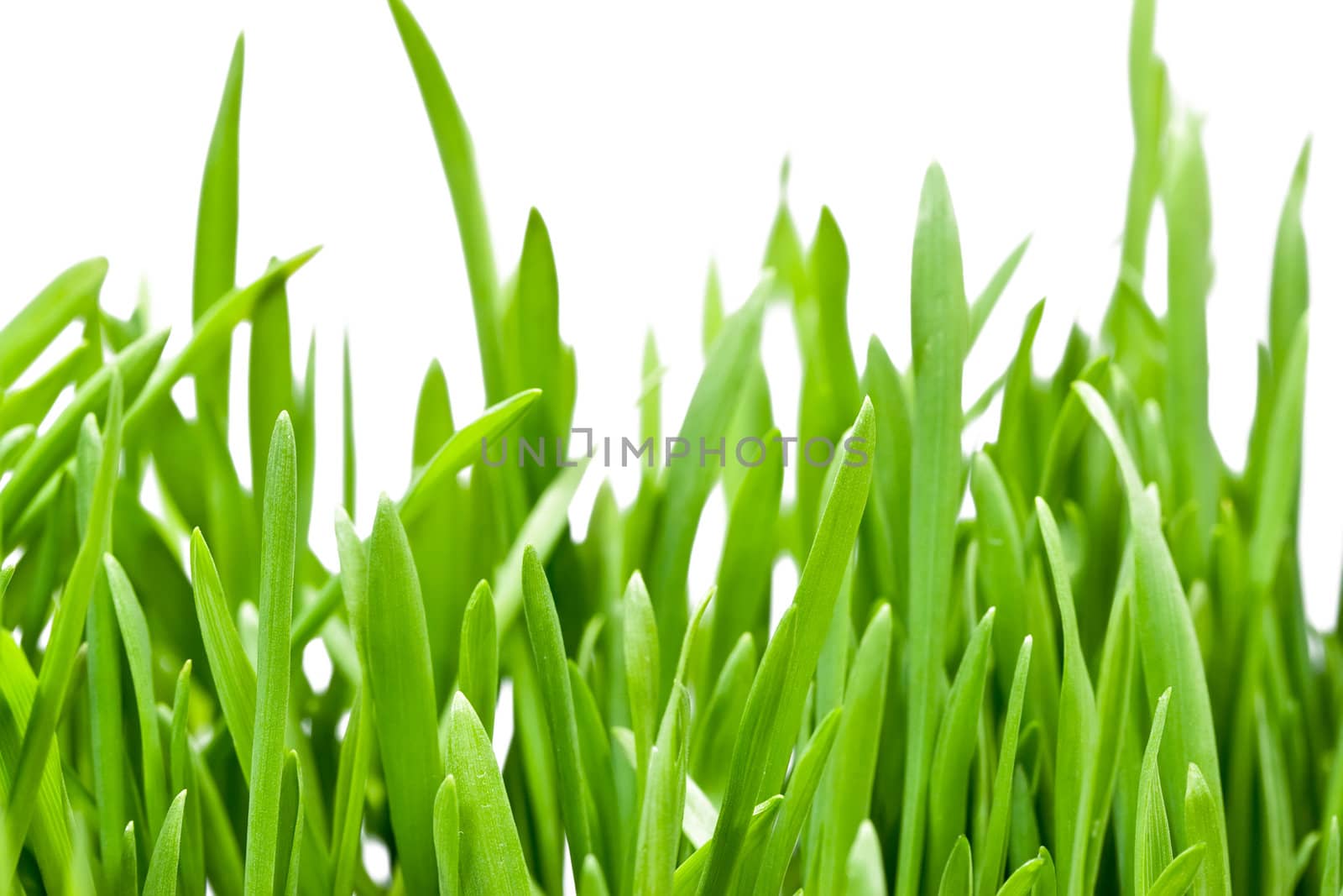 Green grass isolated on white background