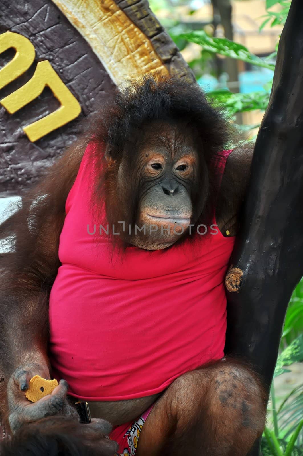 Portrait of an adult orangutan 