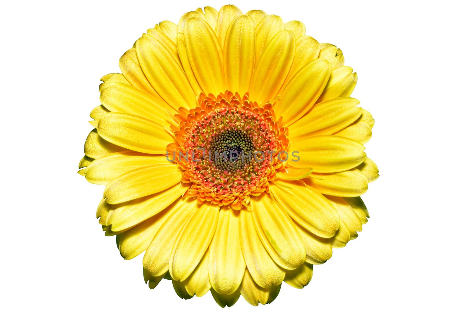 Sunny yellow flower on a white background, high quality macro