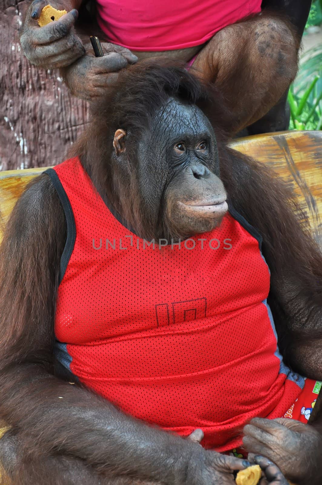 Orangutan  by phanlop88