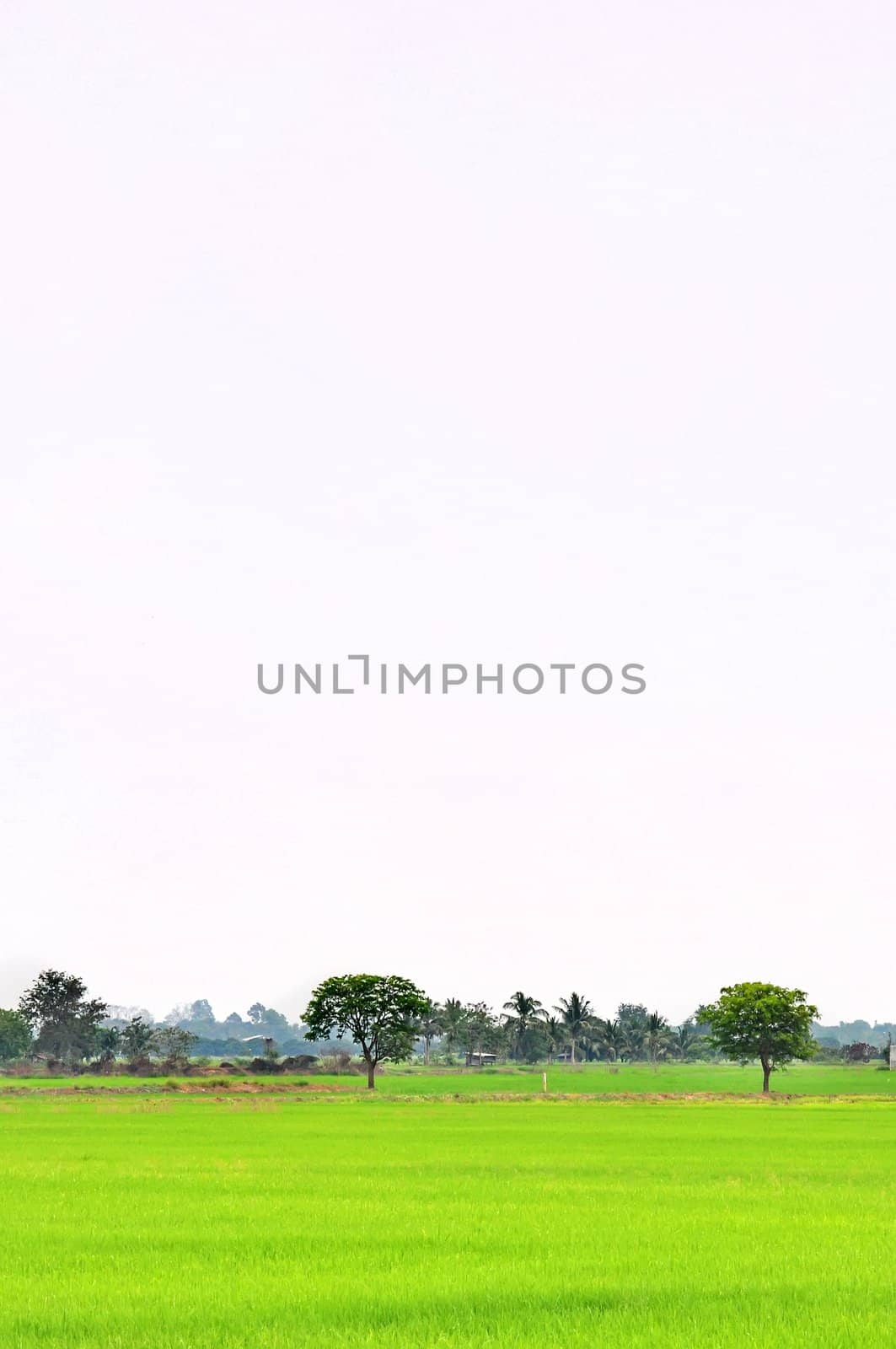 Trees in rice fields. The sky is bright