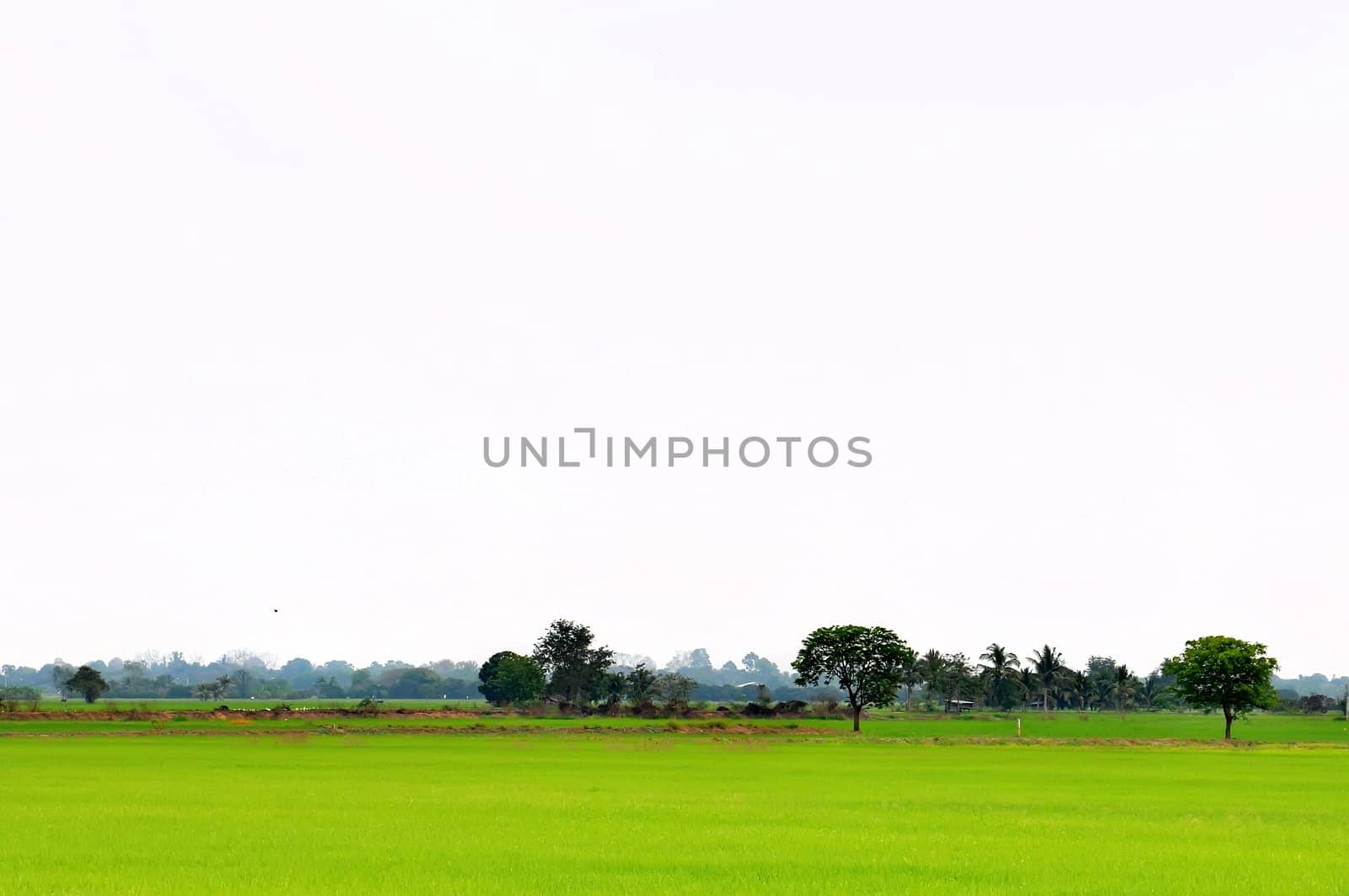 Landscape of rice field by phanlop88