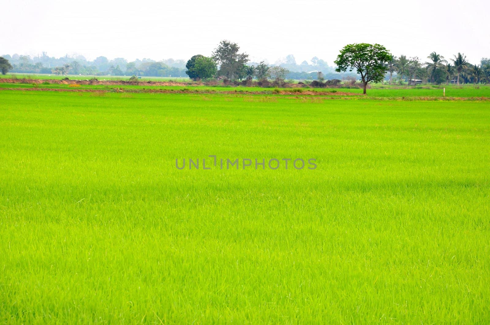 Trees in rice fields. The sky is bright