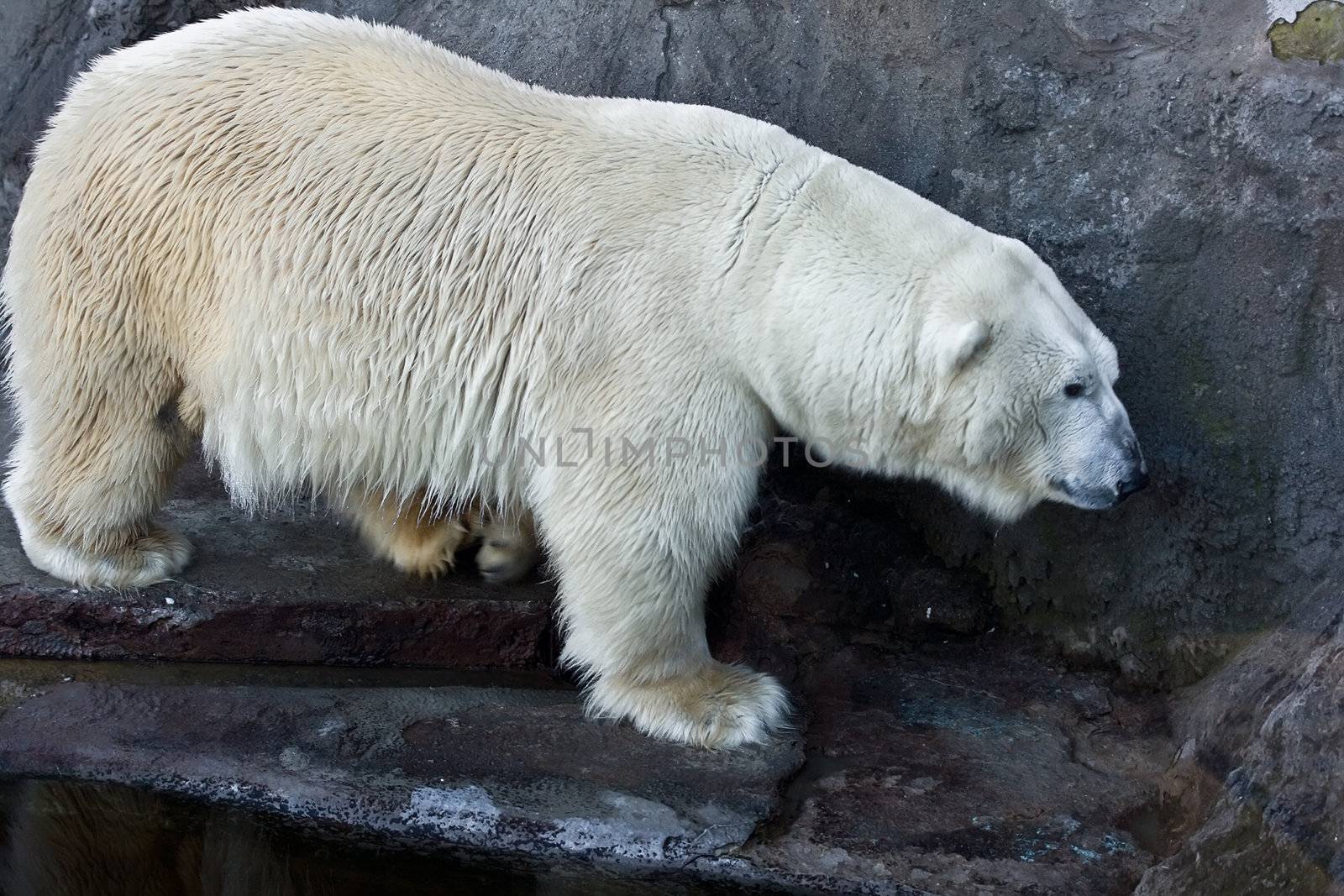 Polar bear in the zoo