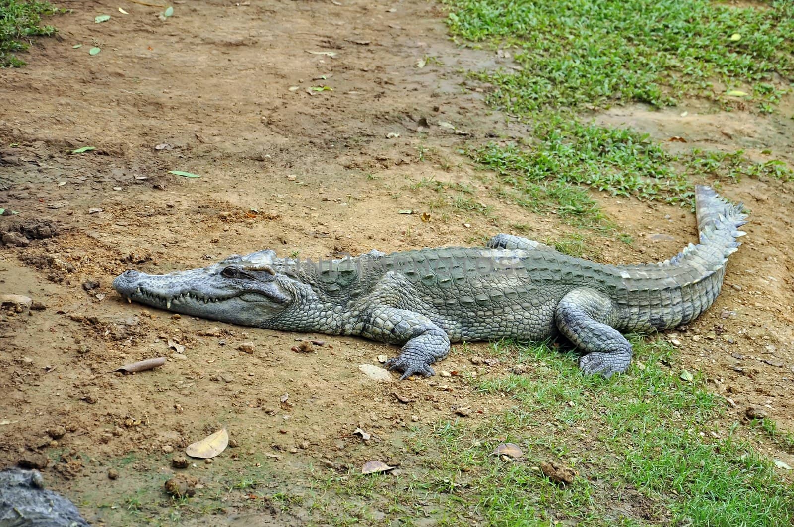 Crocodile by phanlop88