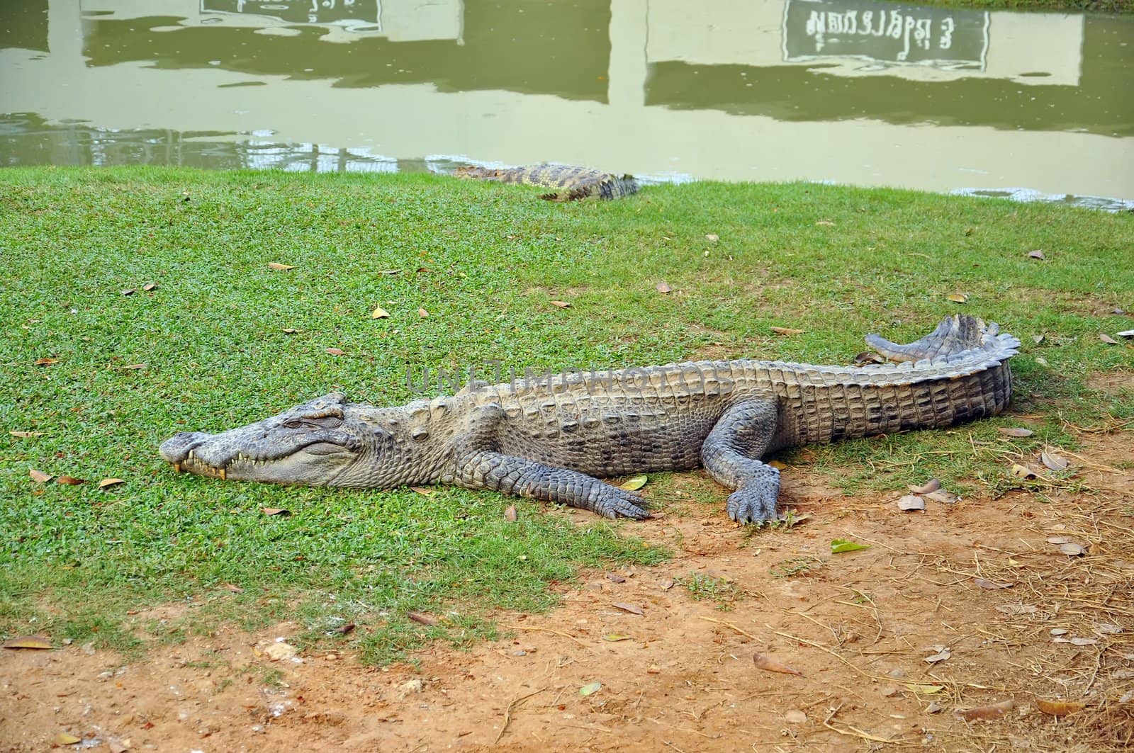 Crocodile by phanlop88