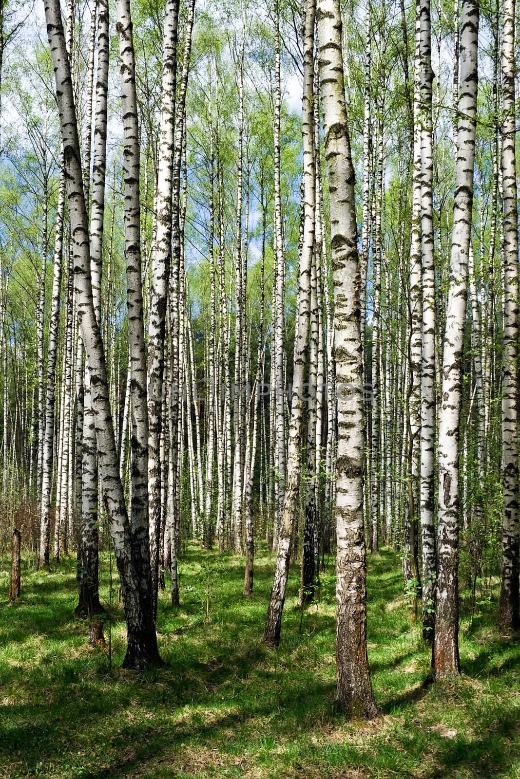 Green summer forest