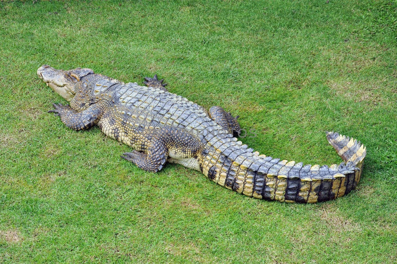 Crocodile in a farm, Thailand