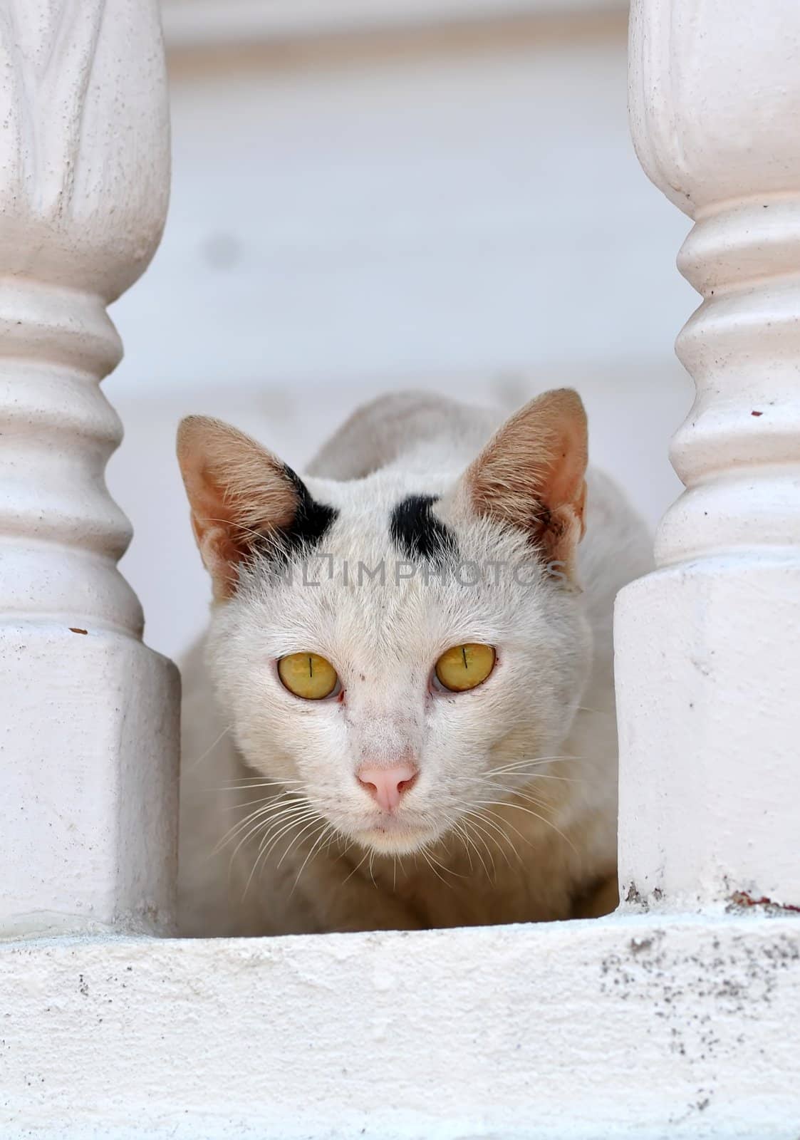 Portrait of a Thai cat