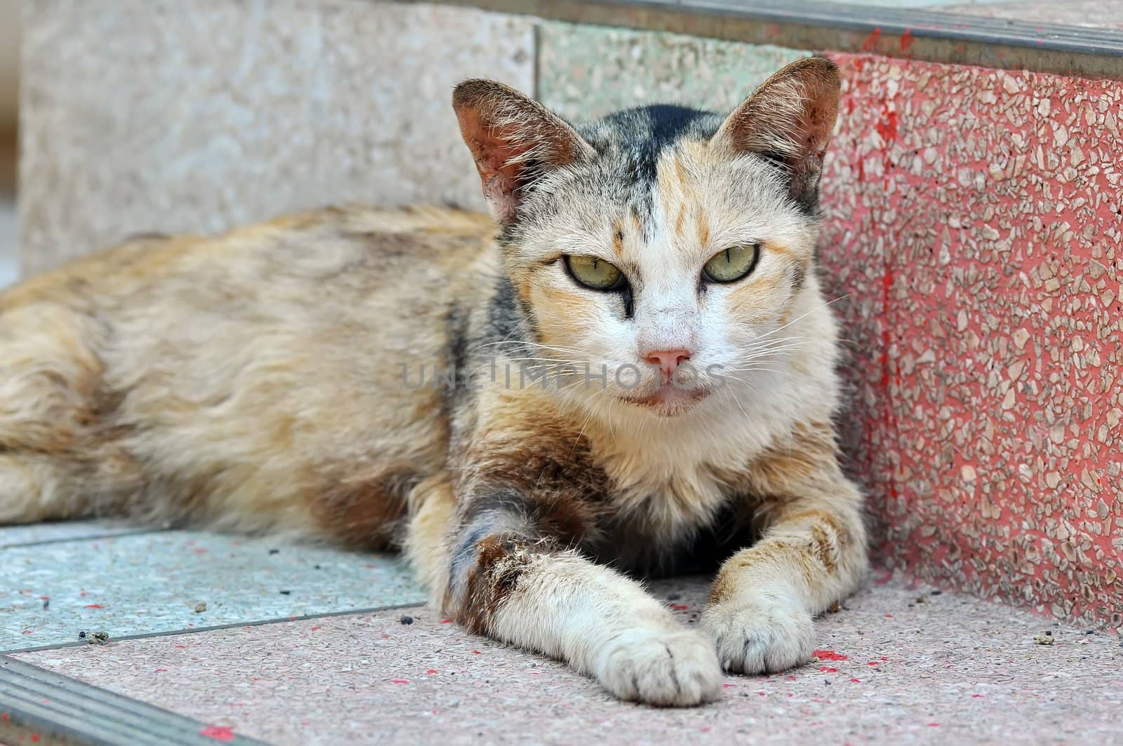 Portrait of a Thai cat