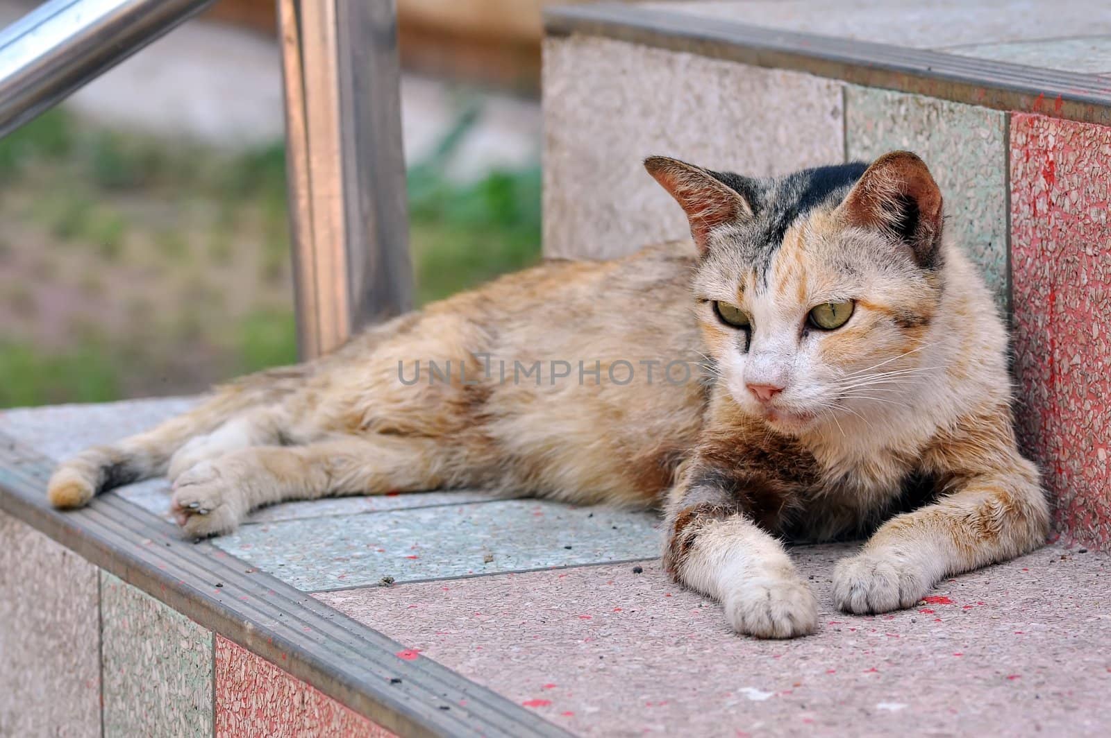 Thai cat by phanlop88