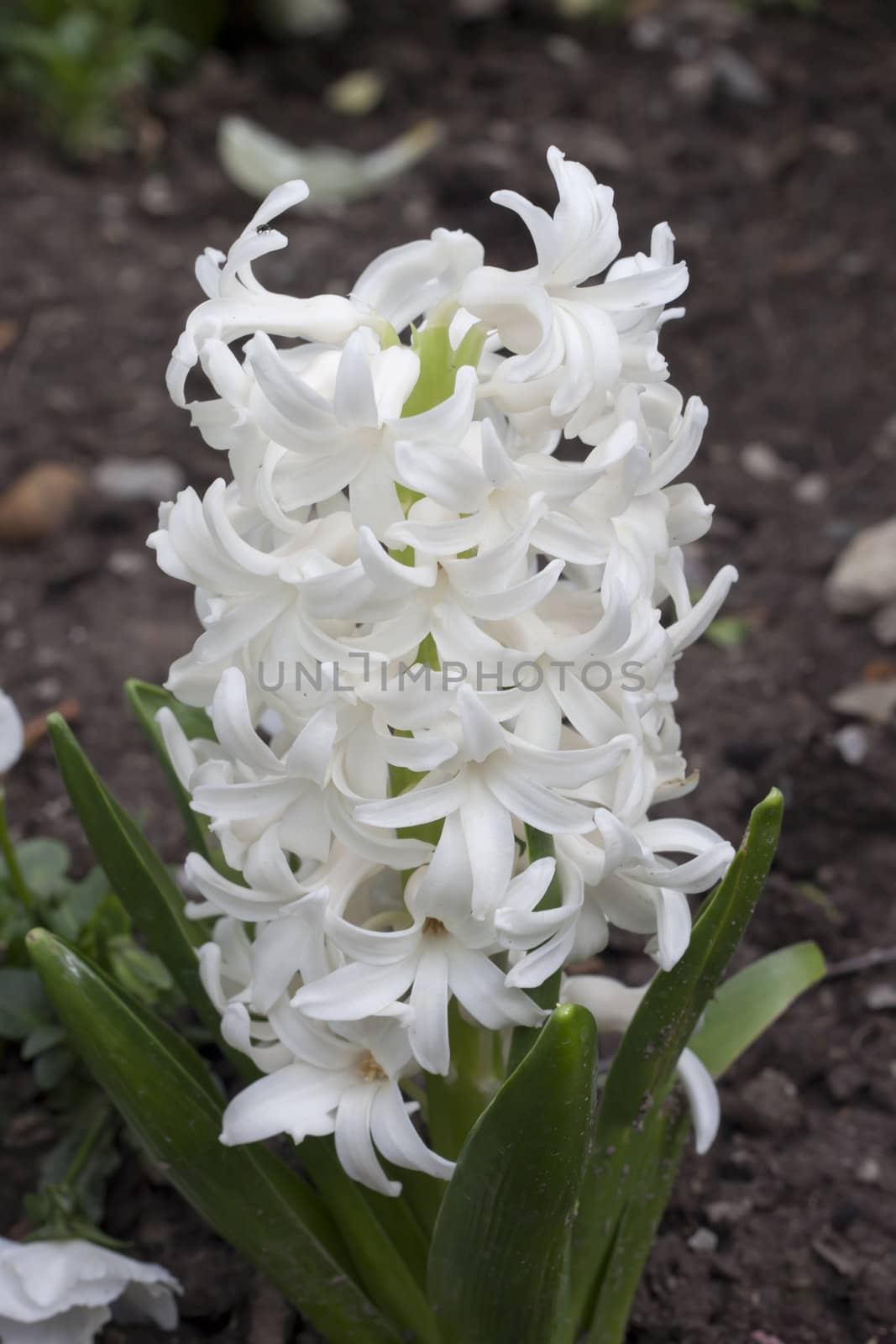 White pearl hyacinths in the park of Grenoble, France.