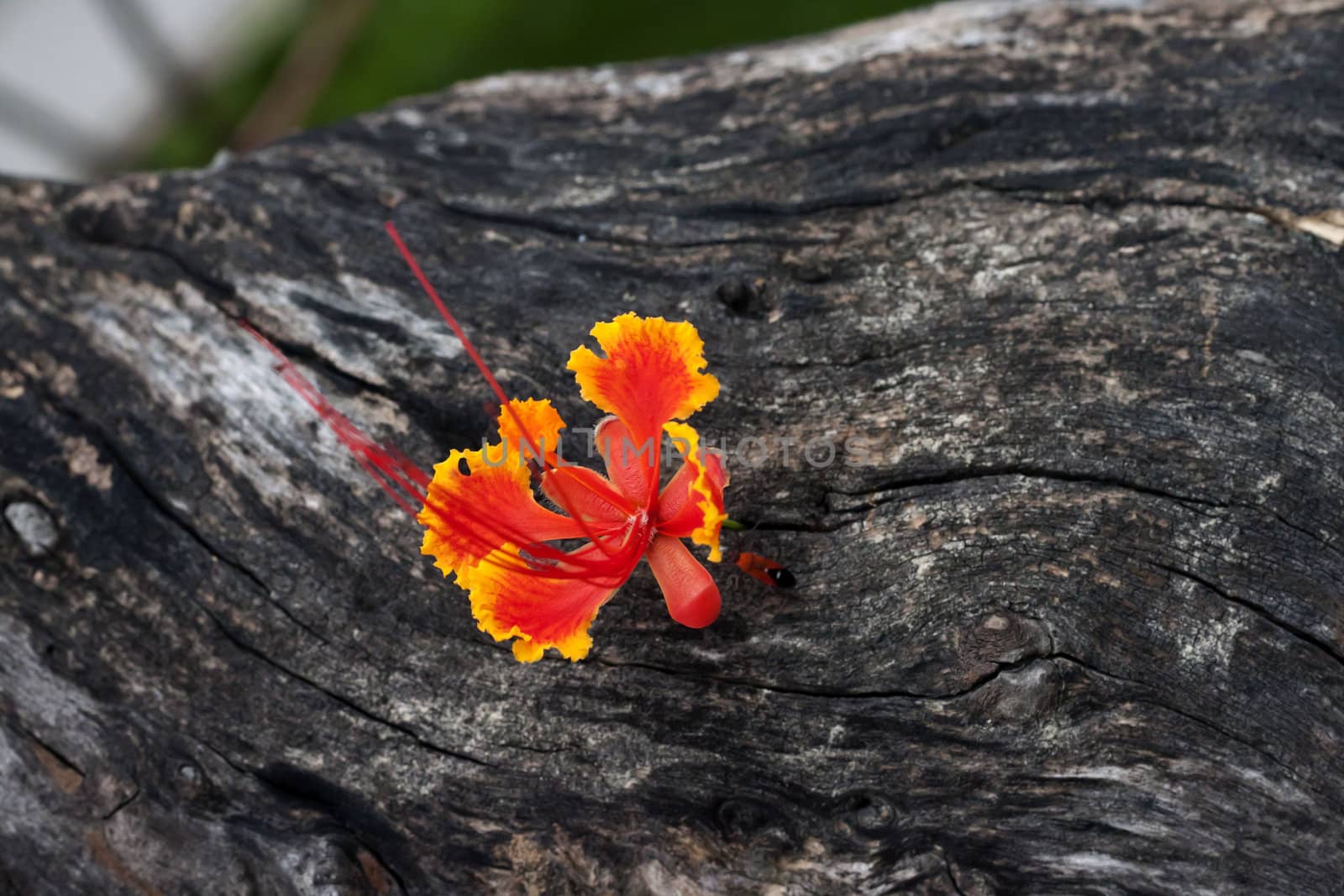 Beautiful orange flower on the old wood with small orange  insect.