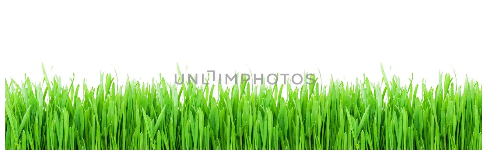 Green grass on white background