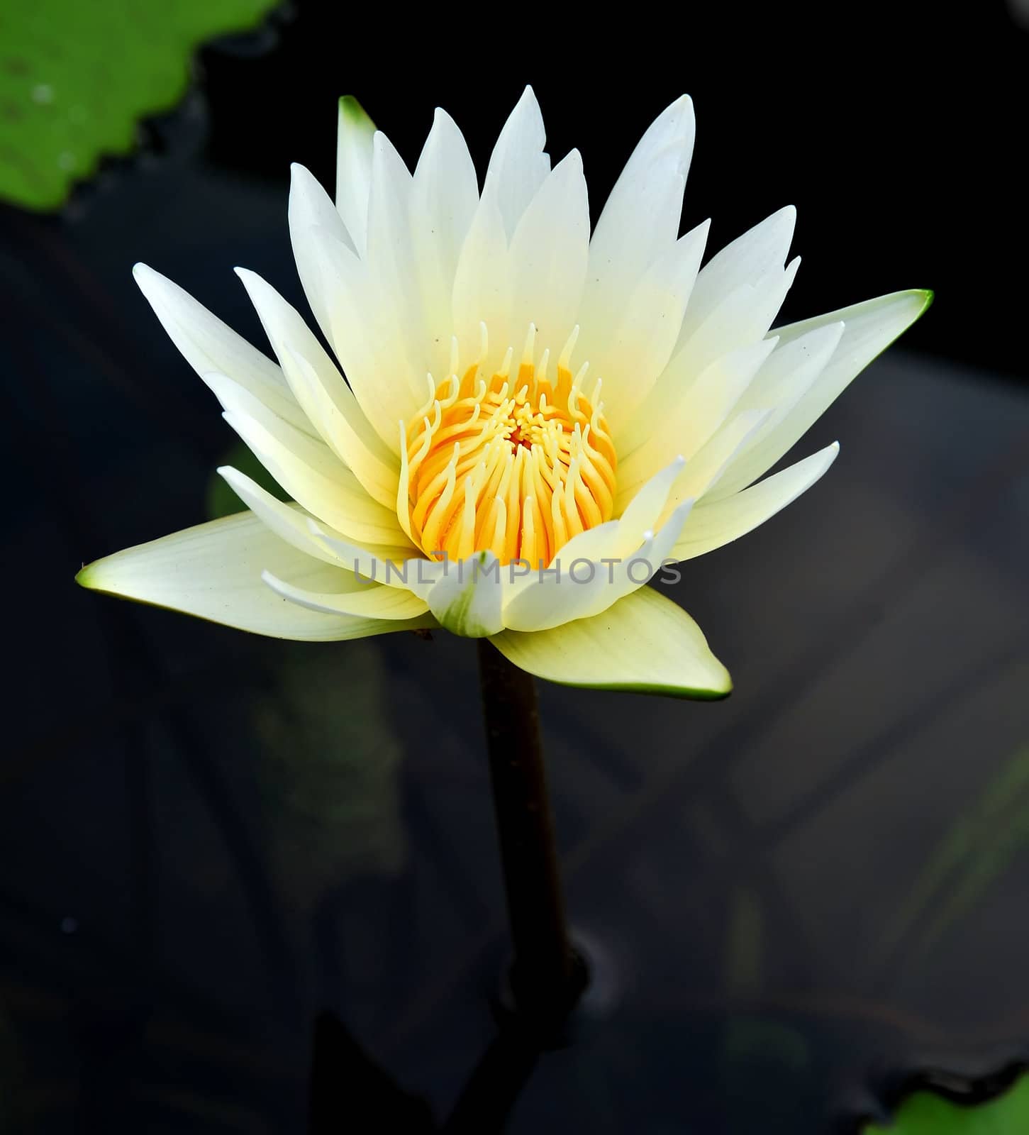 White lotus by phanlop88