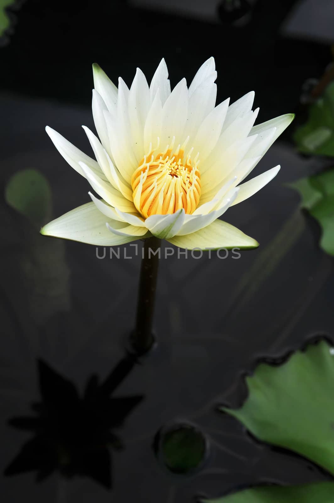White lotus grows in the pond