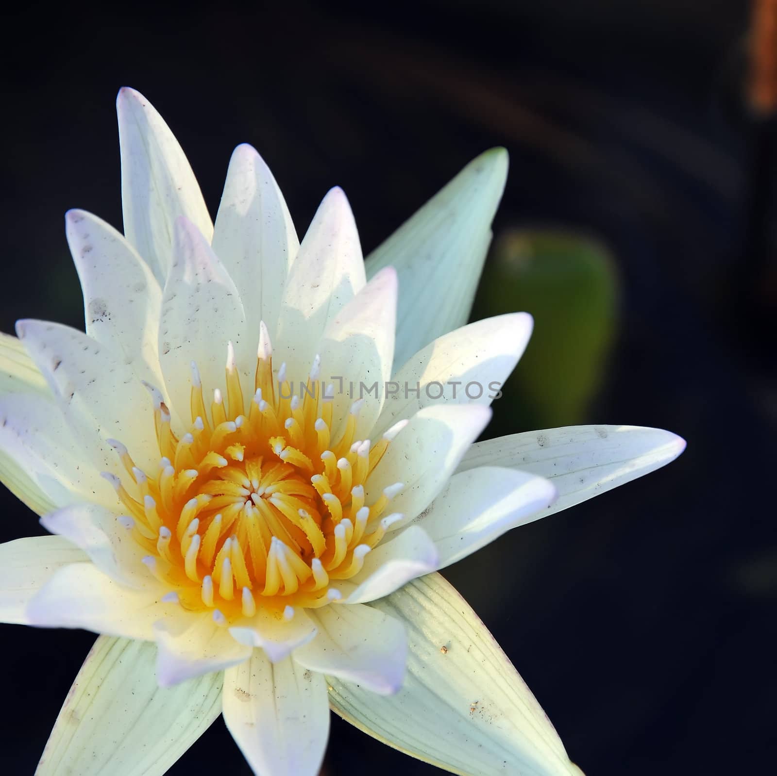 White lotus by phanlop88