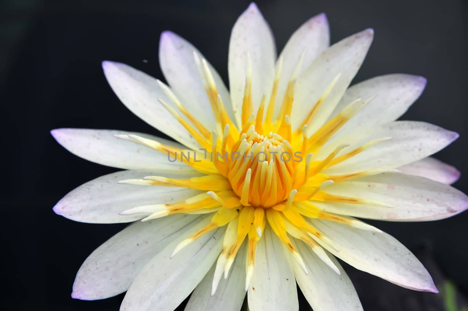 White lotus by phanlop88