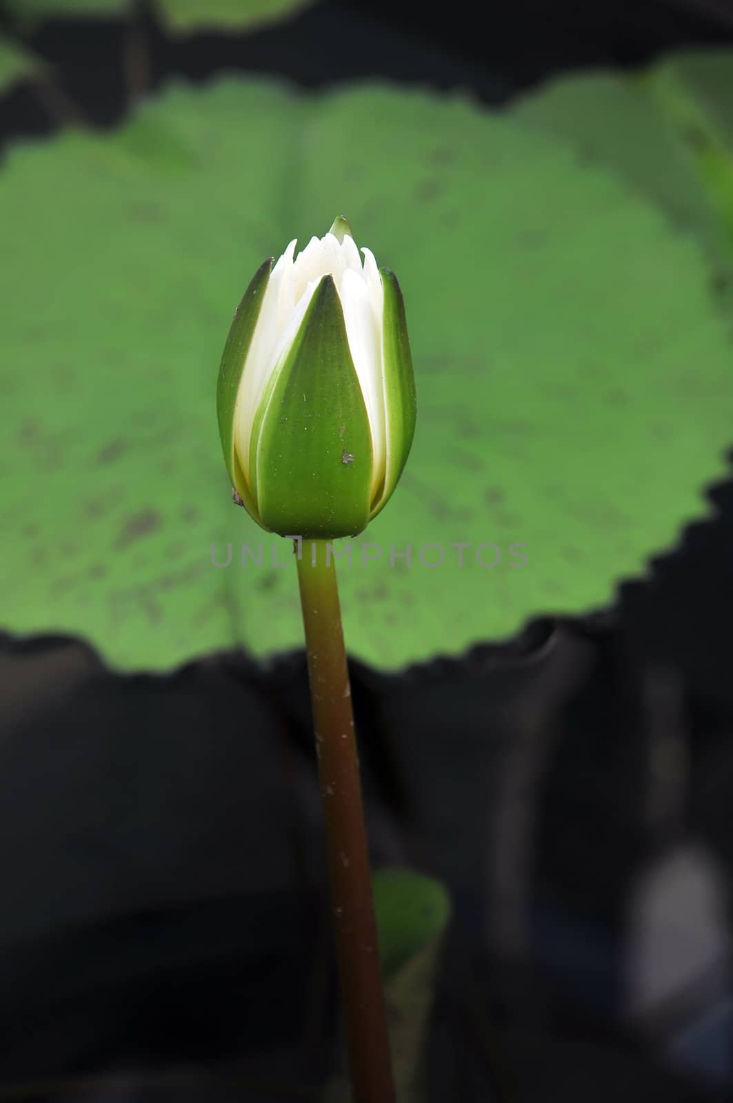 White Lotus by phanlop88