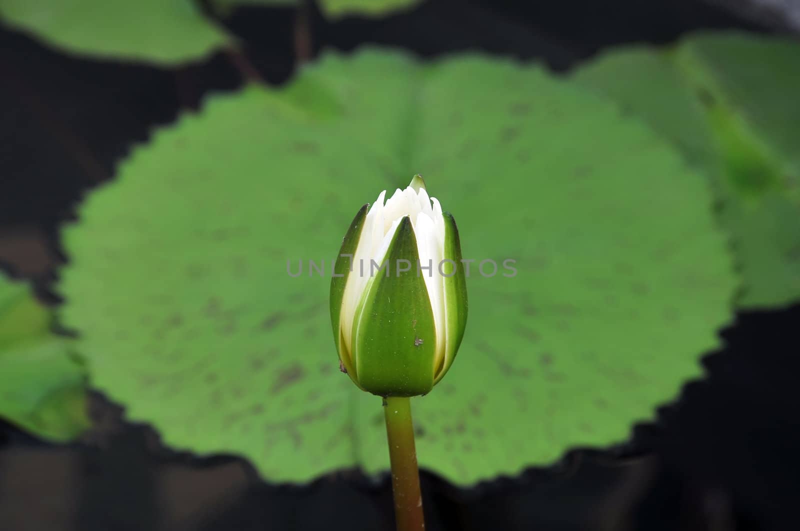 White Lotus by phanlop88