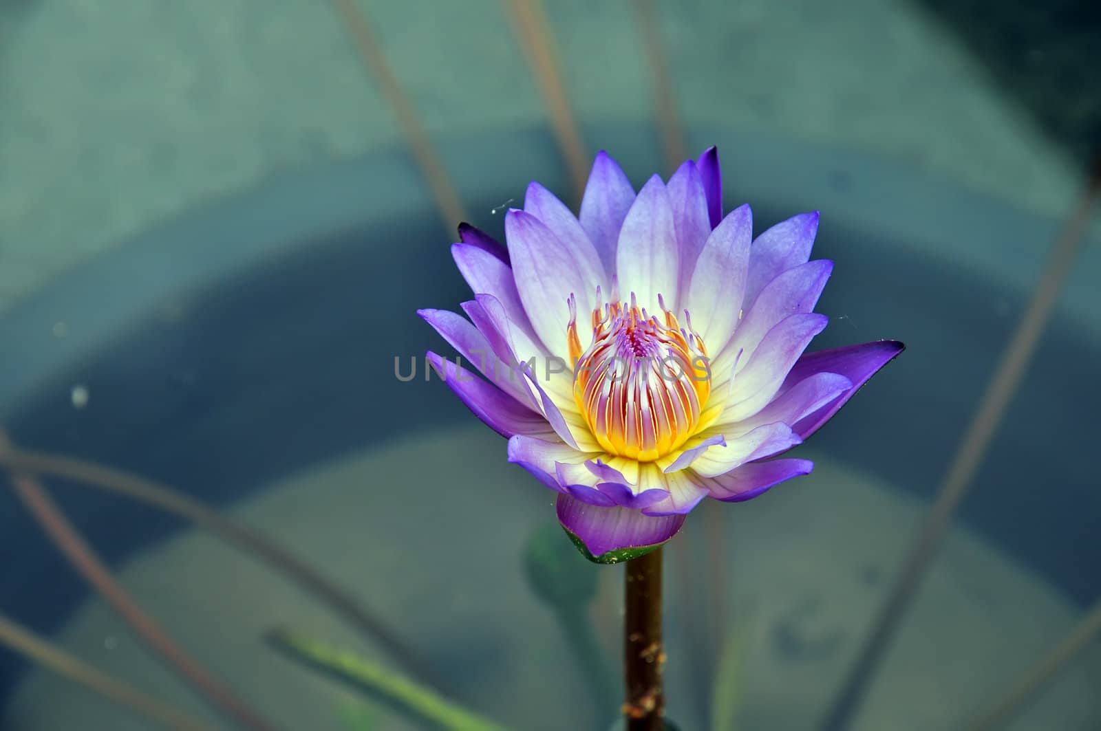 Purple Lotus grows in the pond