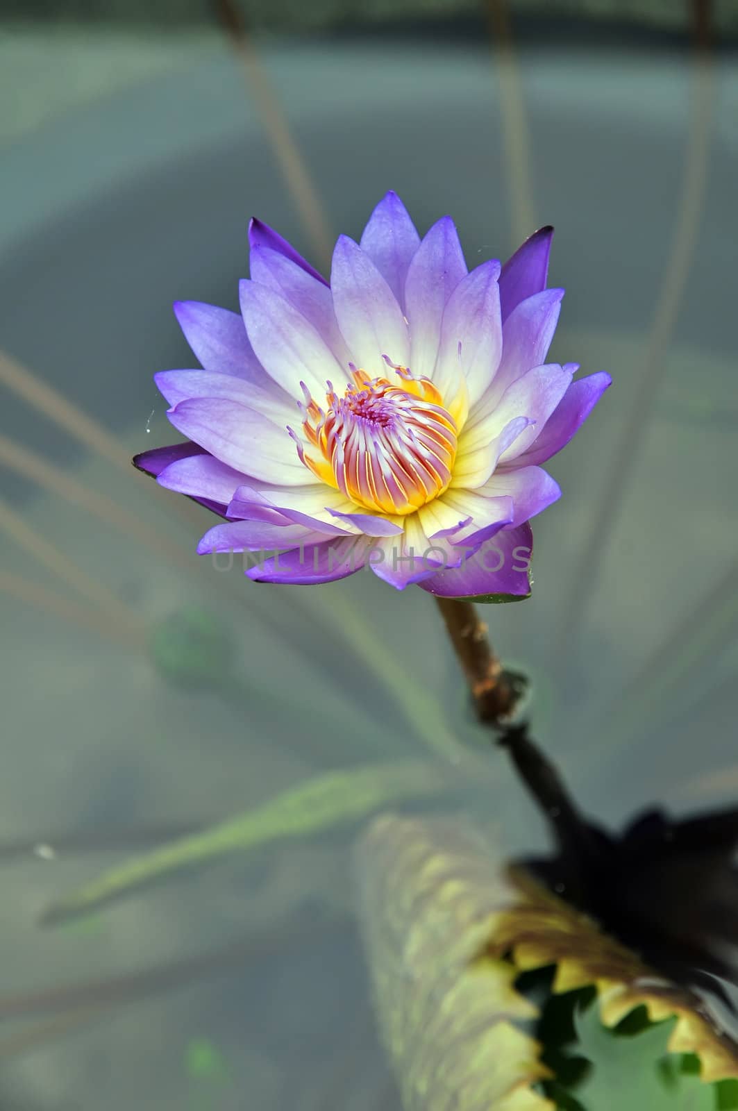 Purple Lotus by phanlop88