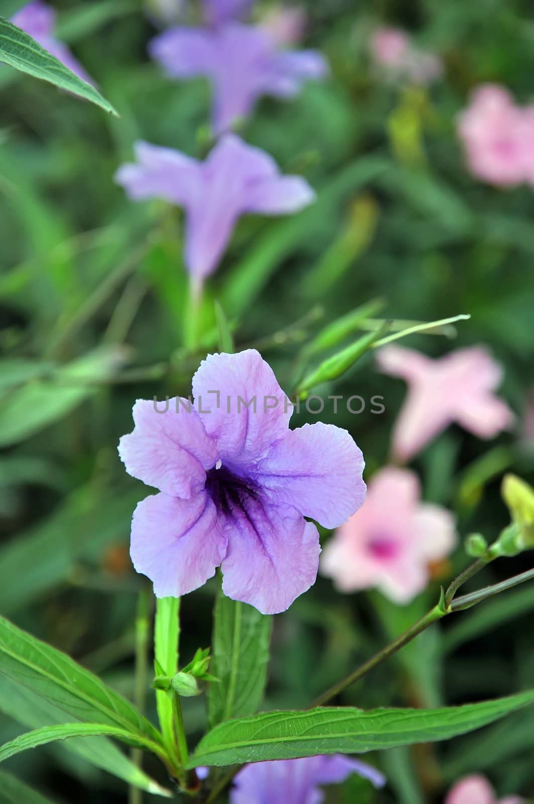 Purple flowers by phanlop88