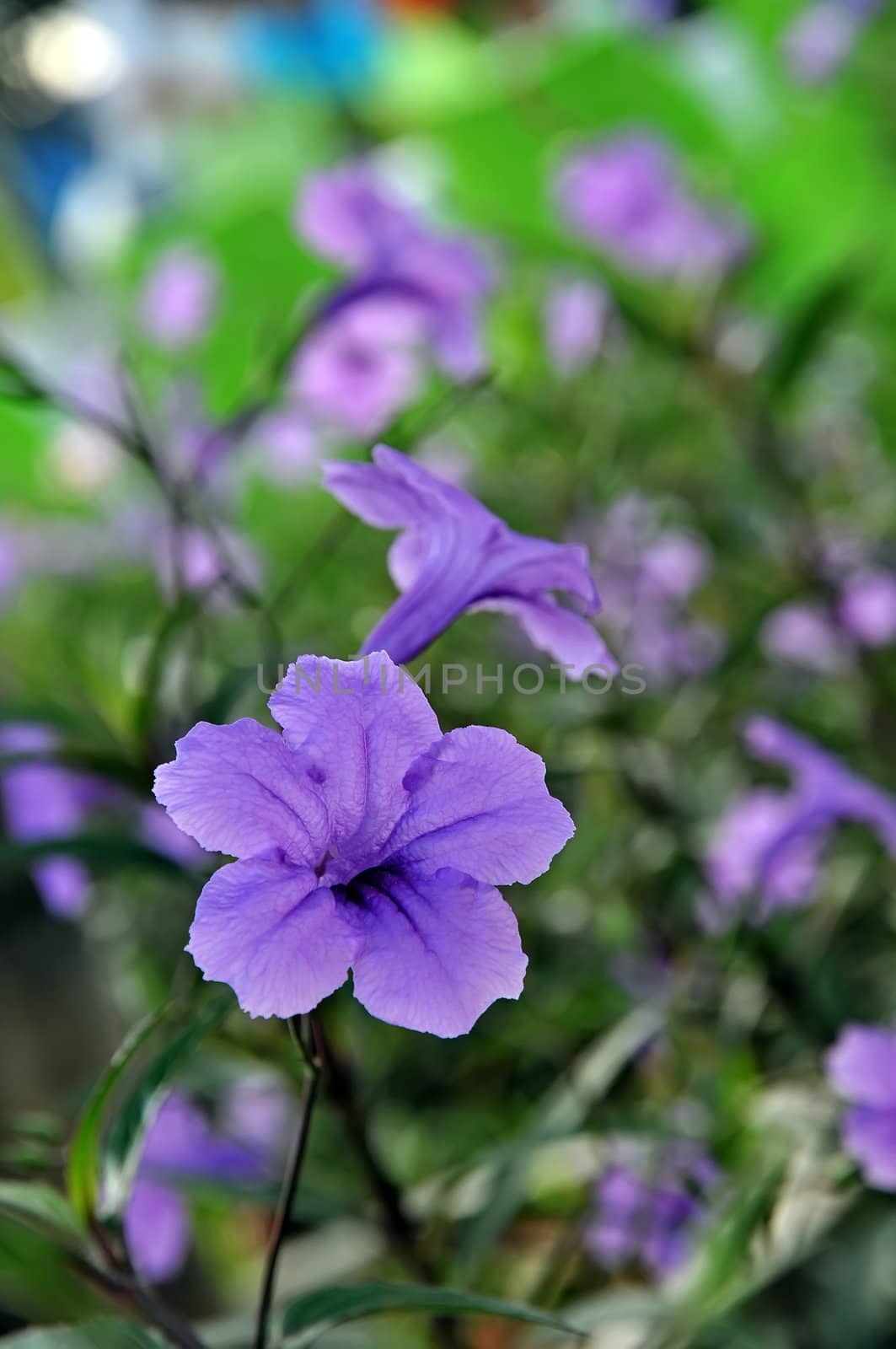 Purple flowers by phanlop88