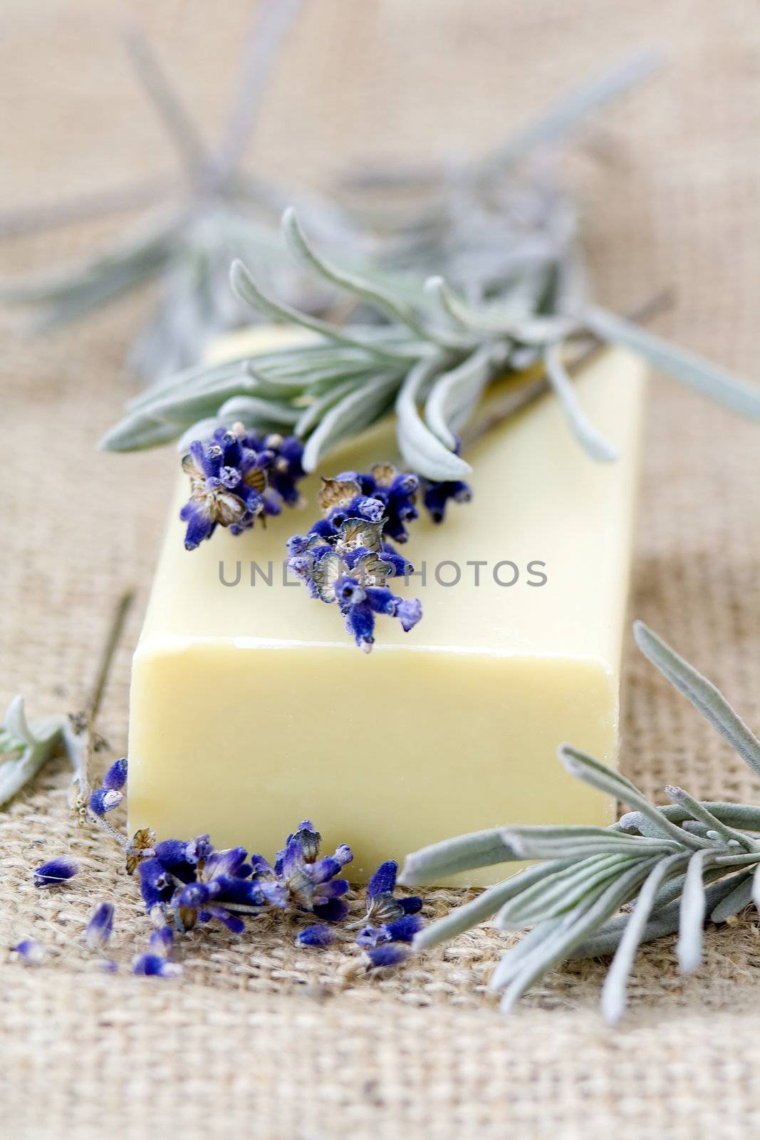 bar of natural soap and lavender by miradrozdowski