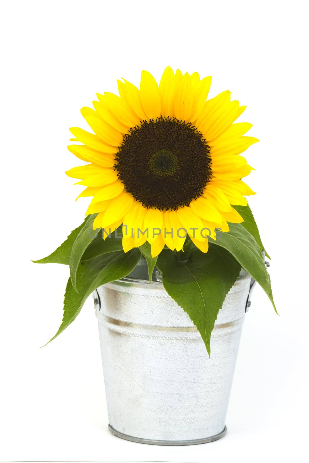 Beautiful sunflower in a bucket by miradrozdowski