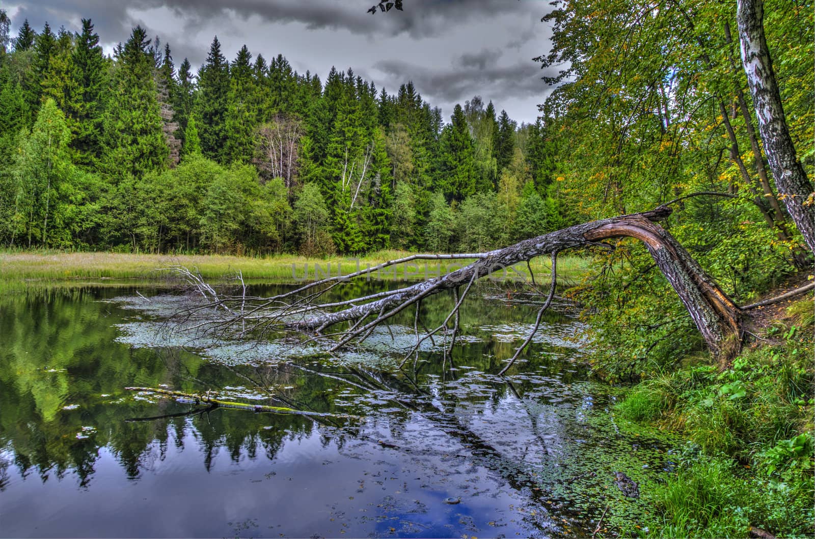 Birch fallen in lake in 60 km. From Moscow, Russia