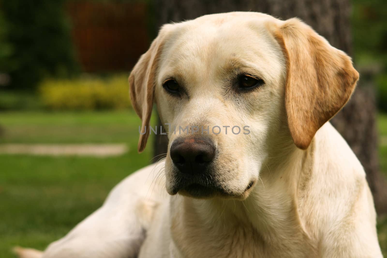 Yellow labrador retriever on green grass lawn