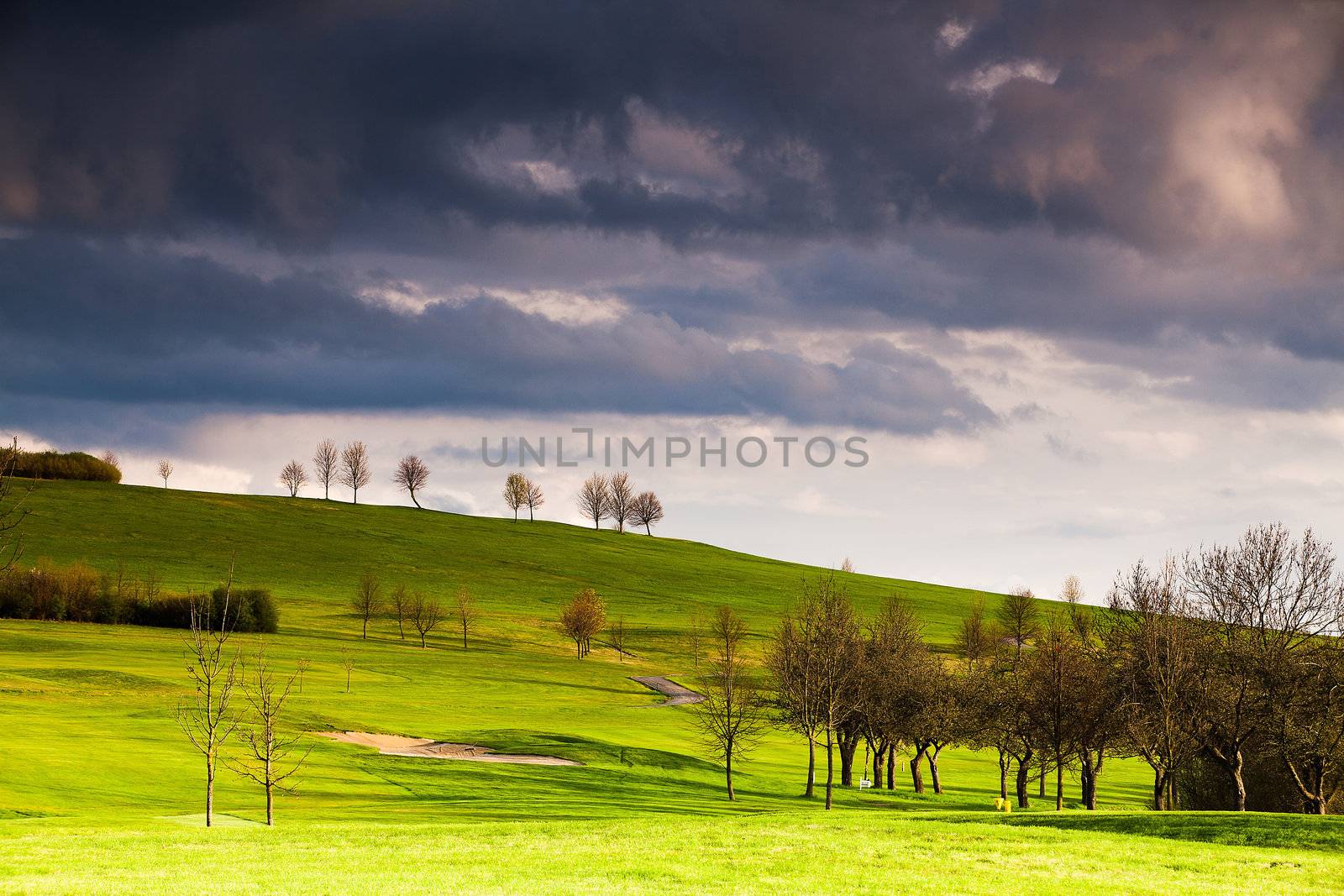 The small trees on golf course before storm