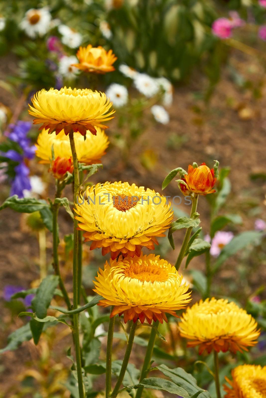 Helichrysums on flowerbed among various flowers (also known as Everlasting flowers)