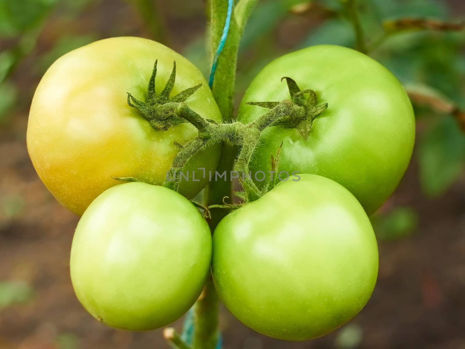 Four green tomatoes in greenhouse by qiiip