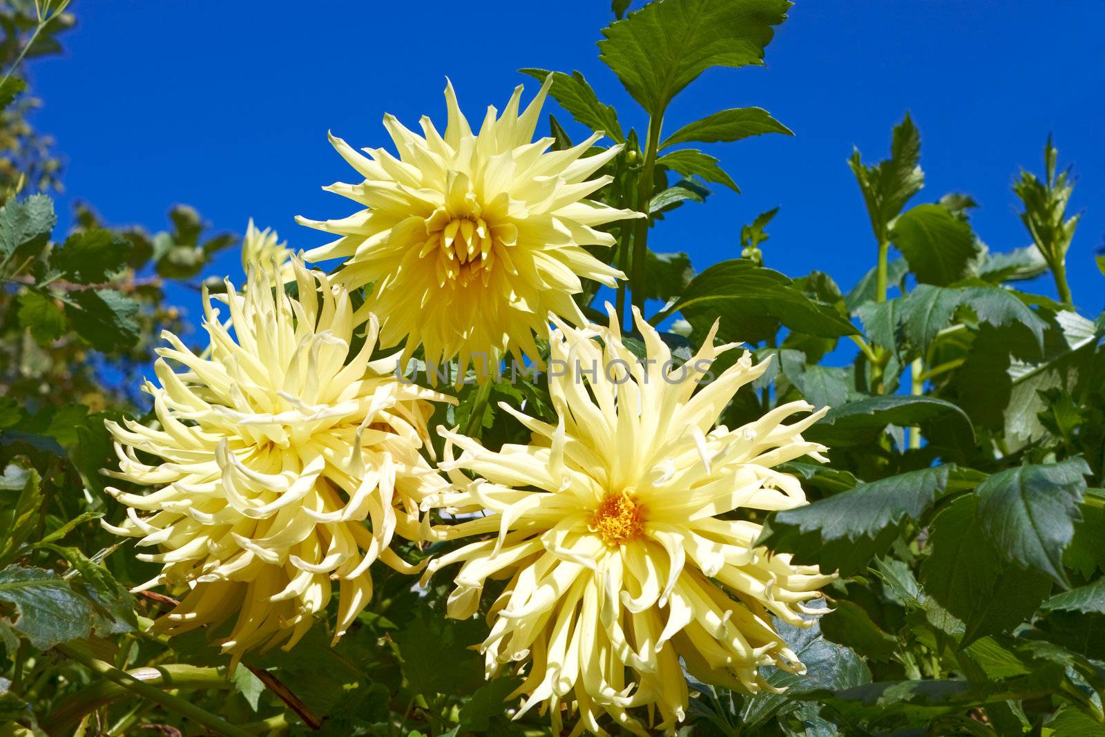Three yellow dahlias in the flowerbed. Fine sunny day