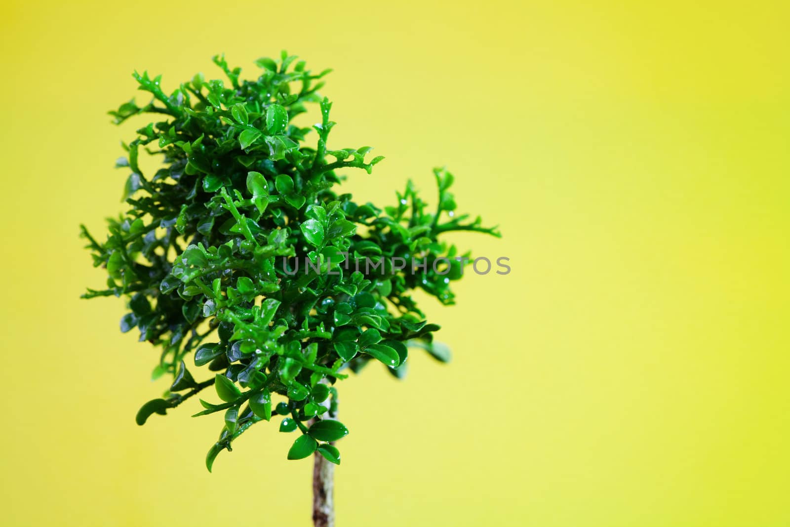 Single young tree
