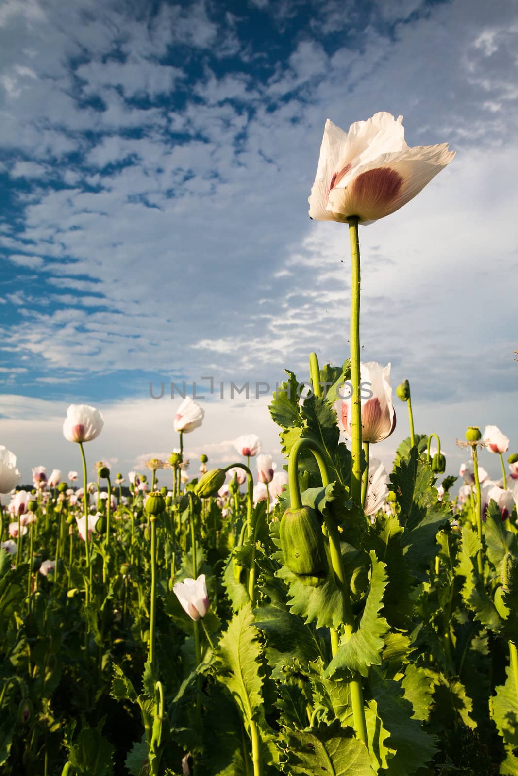 Red and white poppy on blue sky background
