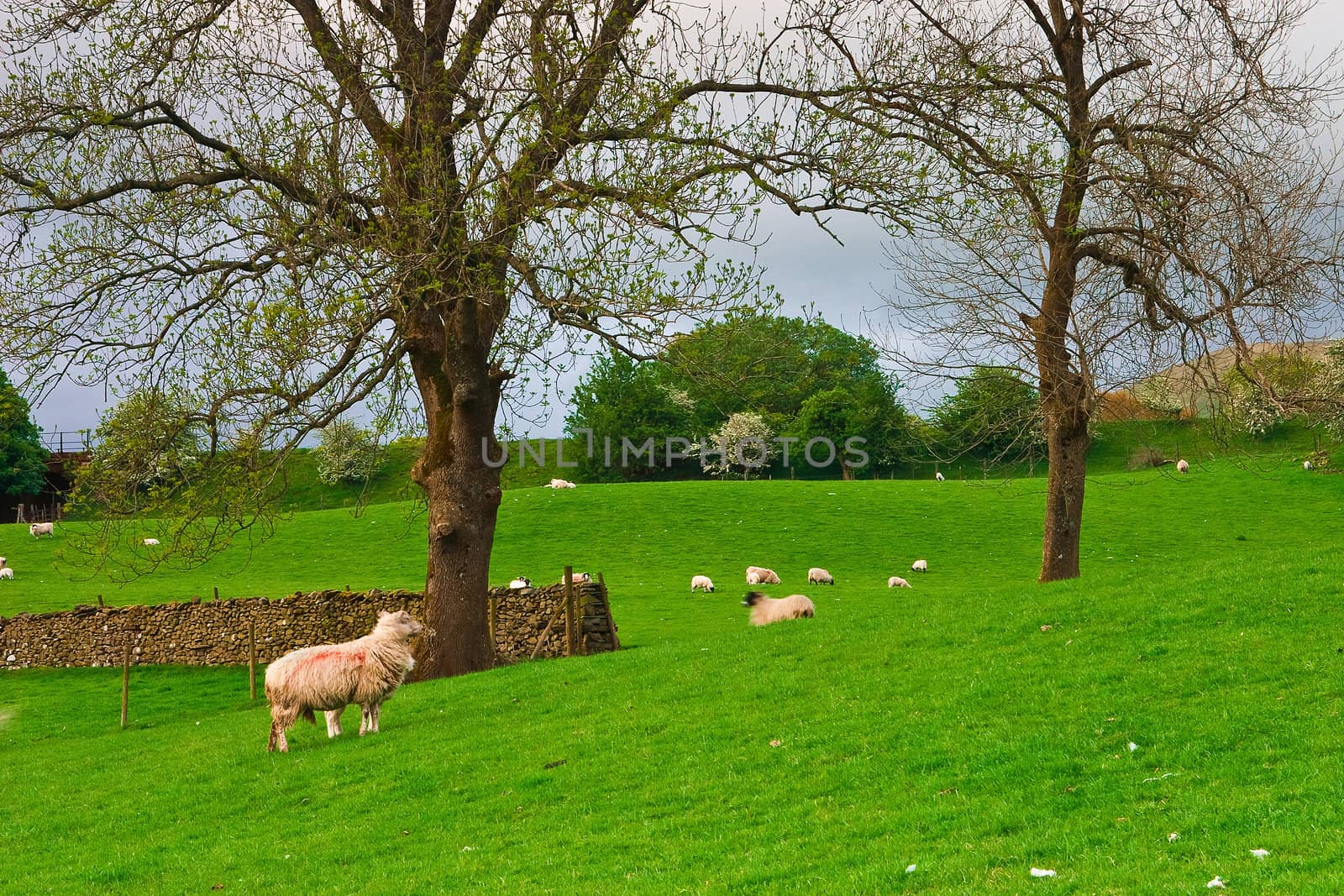 Typical landscape in Yorkshire Dales National Park in Great Britain