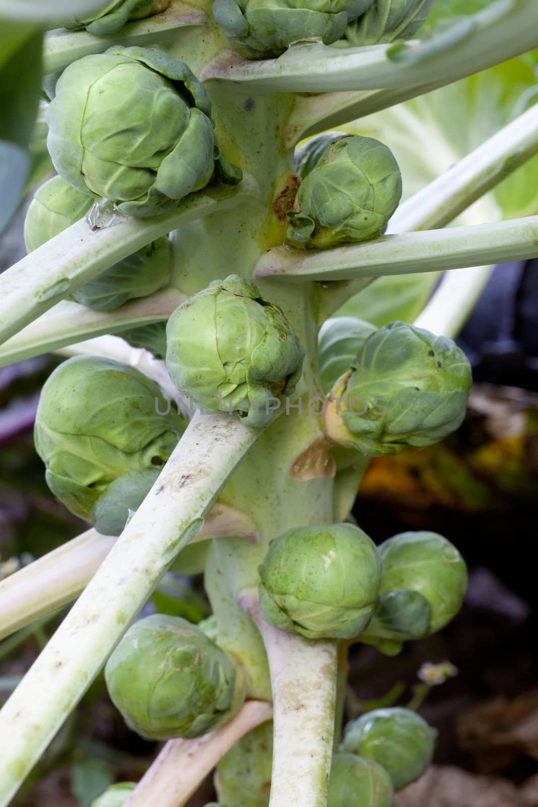 brussel sprouts on stem of plant in garden